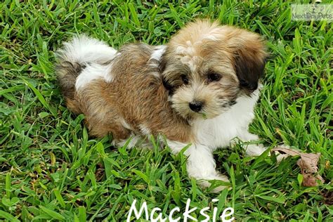 havanese for sale in missouri